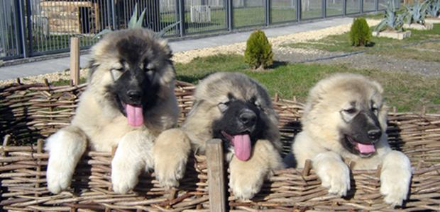 Cry of Georgian Soul