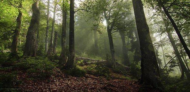 Kintrishi Protected Landscape